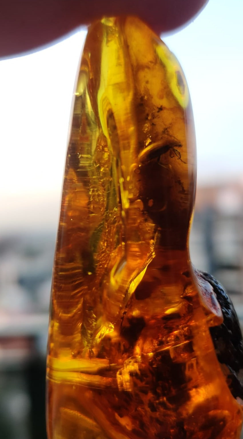 Rare Amber Piece with Insect (Beetle) Inclusion + Printed Laboratory Report