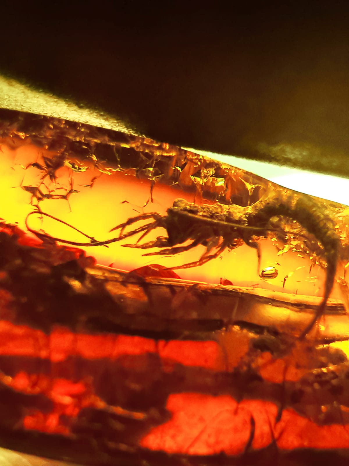 Unique and Rare Amber Piece with Multiple Insects (Ants, Flies, Bristletail) Inclusions with Certificate
