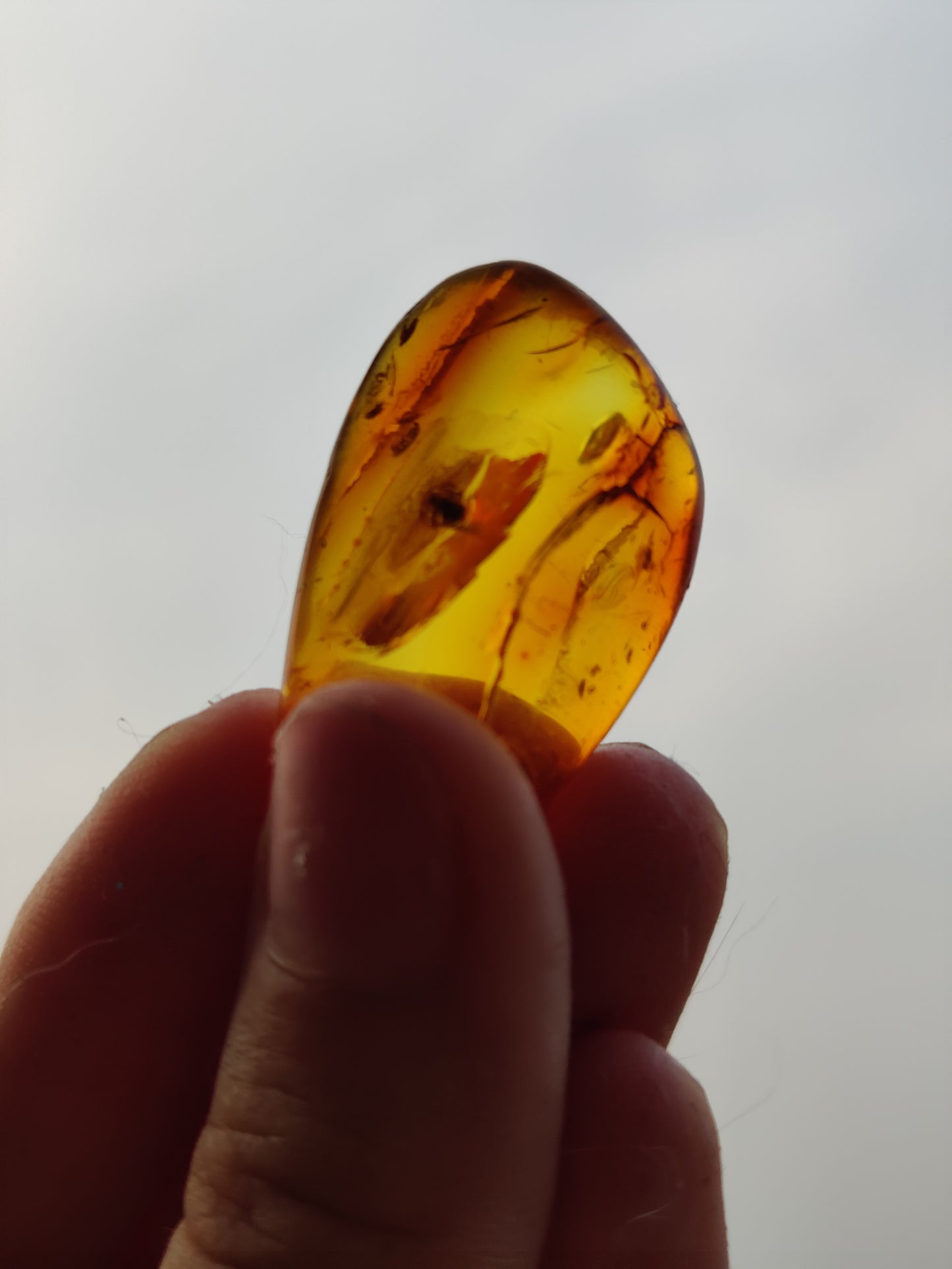 Rare Amber Piece with Natural Spider Inclusion with Certificate