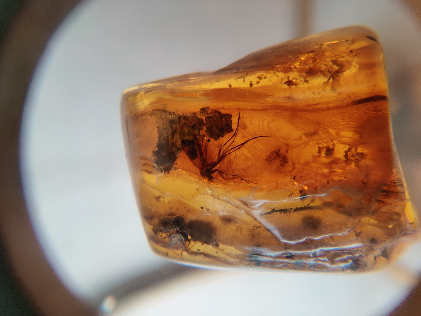Square Shape Amber Piece with Mosquito Inclusion
