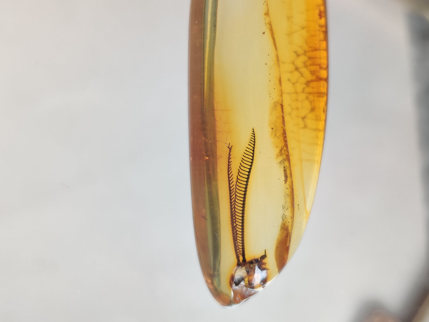 Amber Piece with Natural Insect Inclusion - Well Visible Insect's Wing