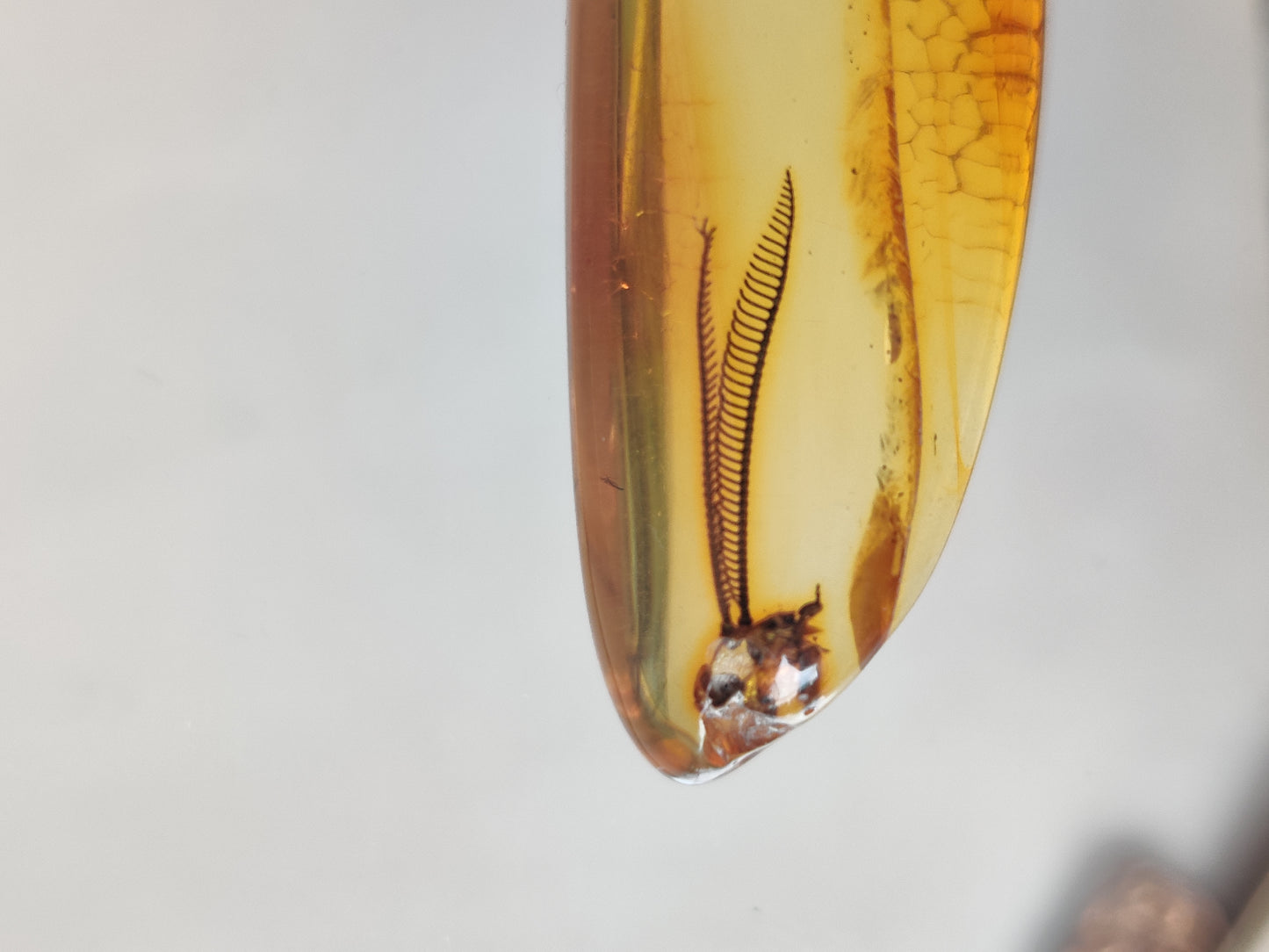 Amber Piece with Natural Insect Inclusion - Well Visible Insect's Wing