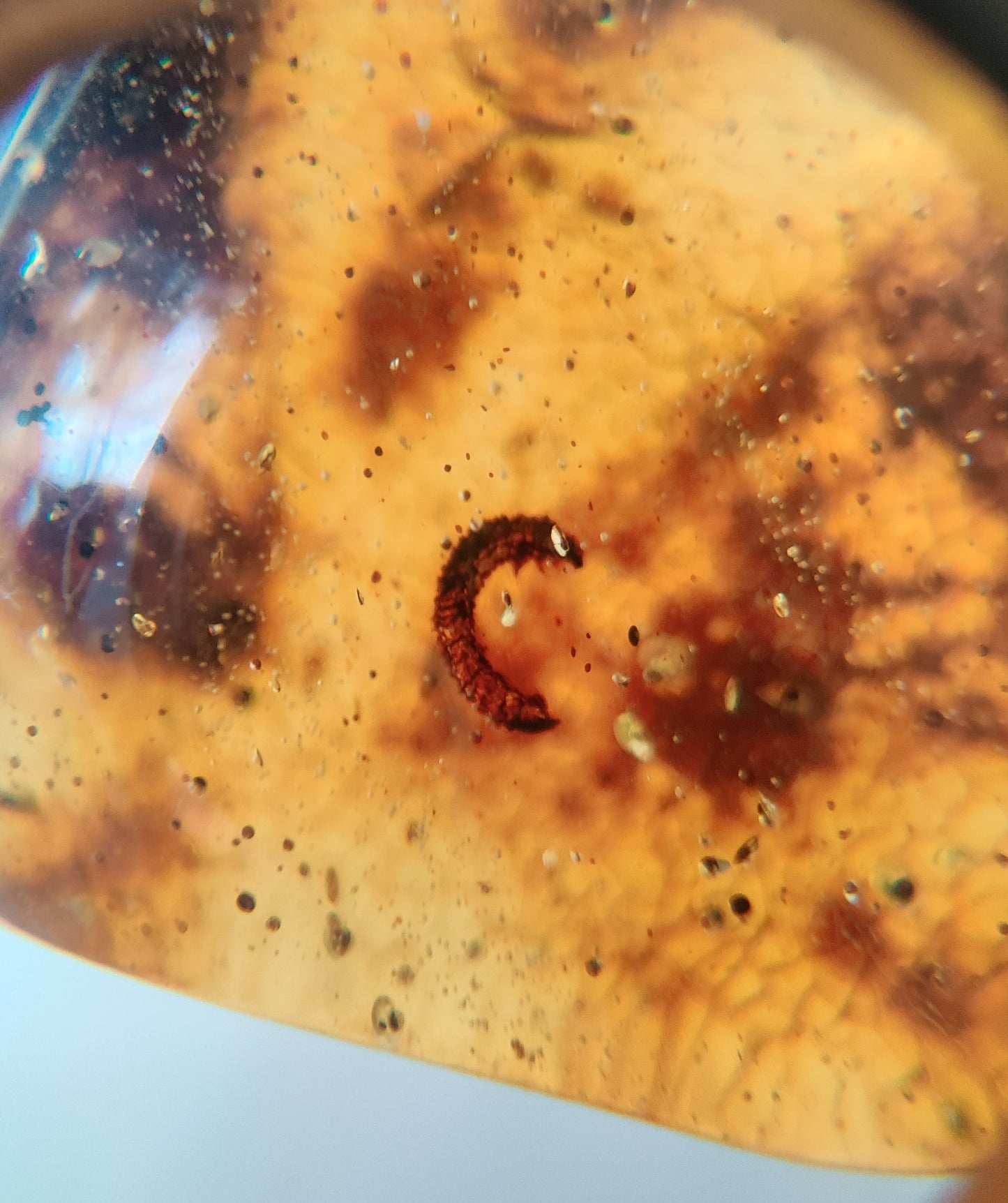 Amber Piece with Natural Insect Inclusion -Worm
