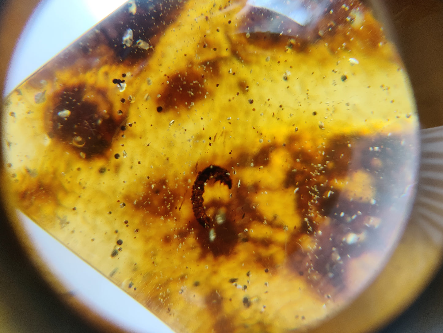 Amber Piece with Natural Insect Inclusion -Worm