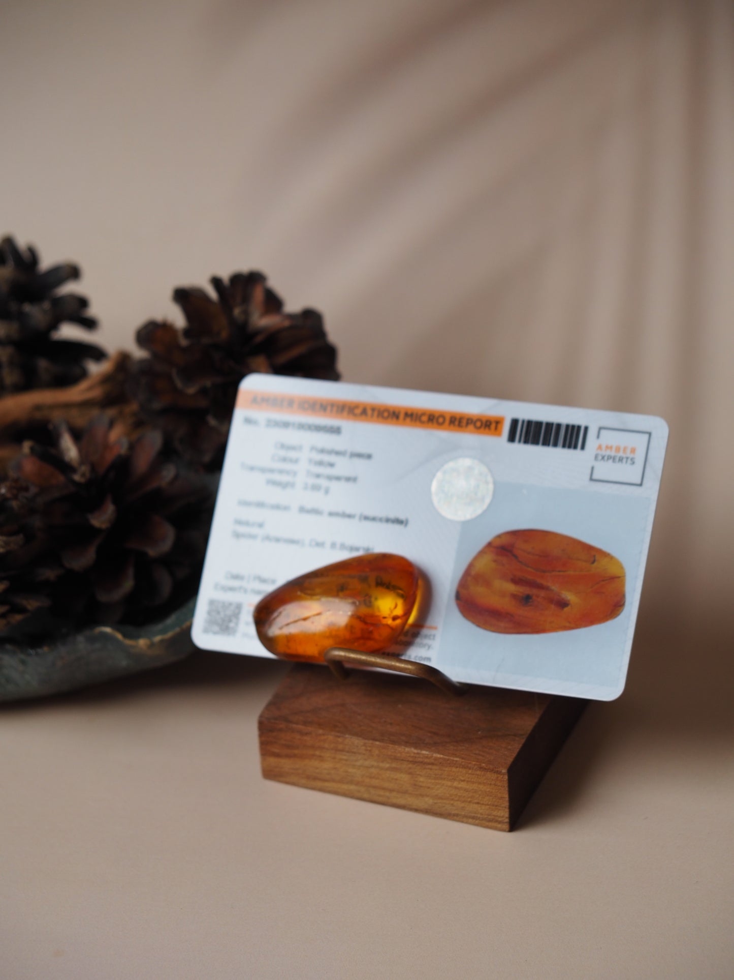 Rare Amber Piece with Natural Spider Inclusion with Certificate