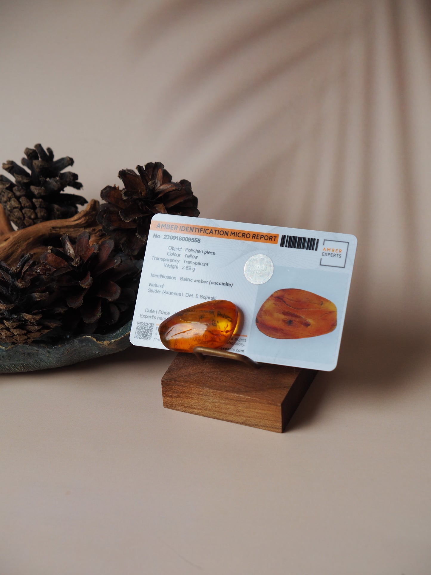 Rare Amber Piece with Natural Spider Inclusion with Certificate