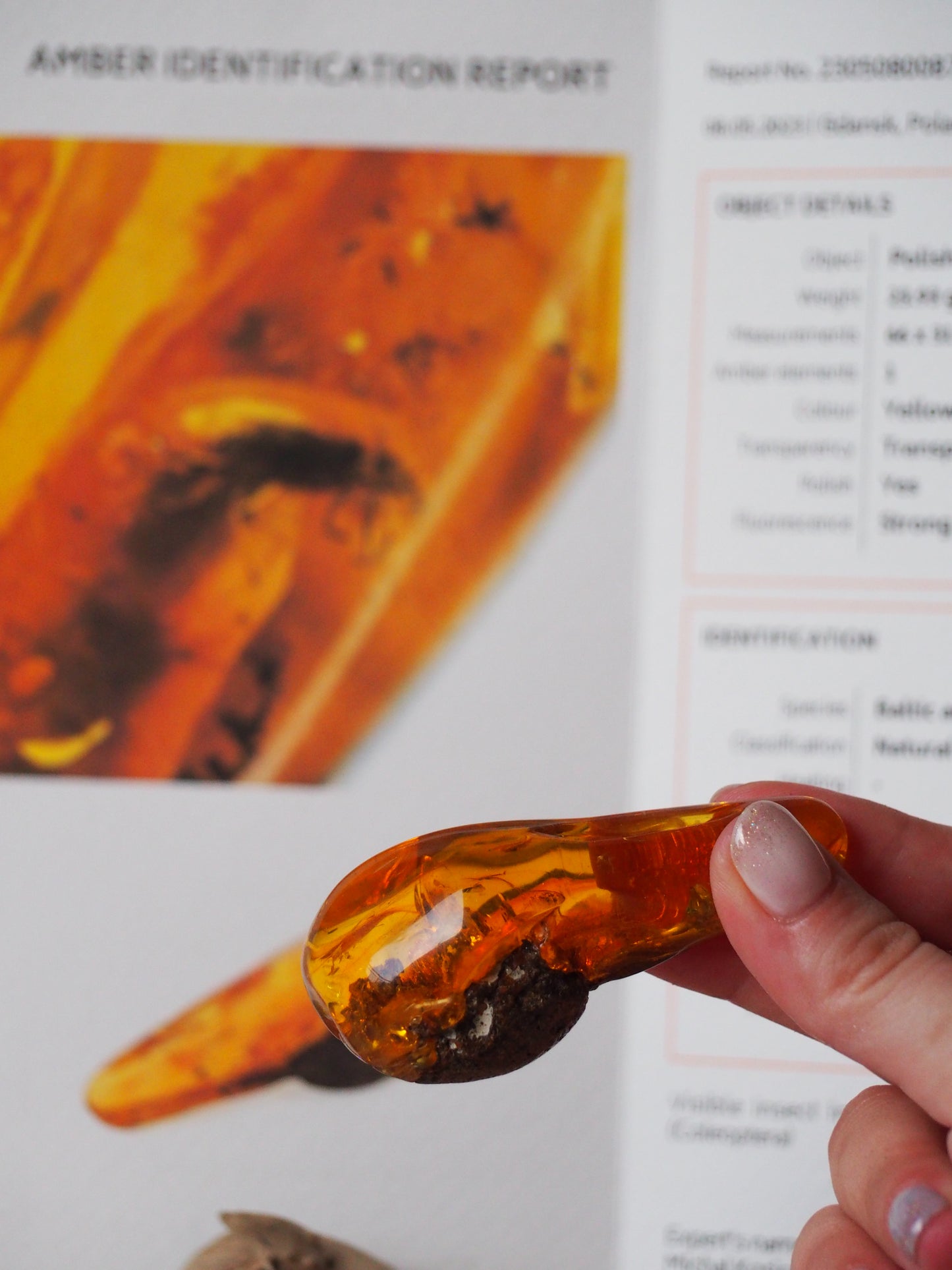 Rare Amber Piece with Insect (Beetle) Inclusion + Printed Laboratory Report