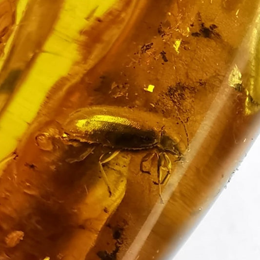 Rare Amber Piece with Insect (Beetle) Inclusion + Printed Laboratory Report