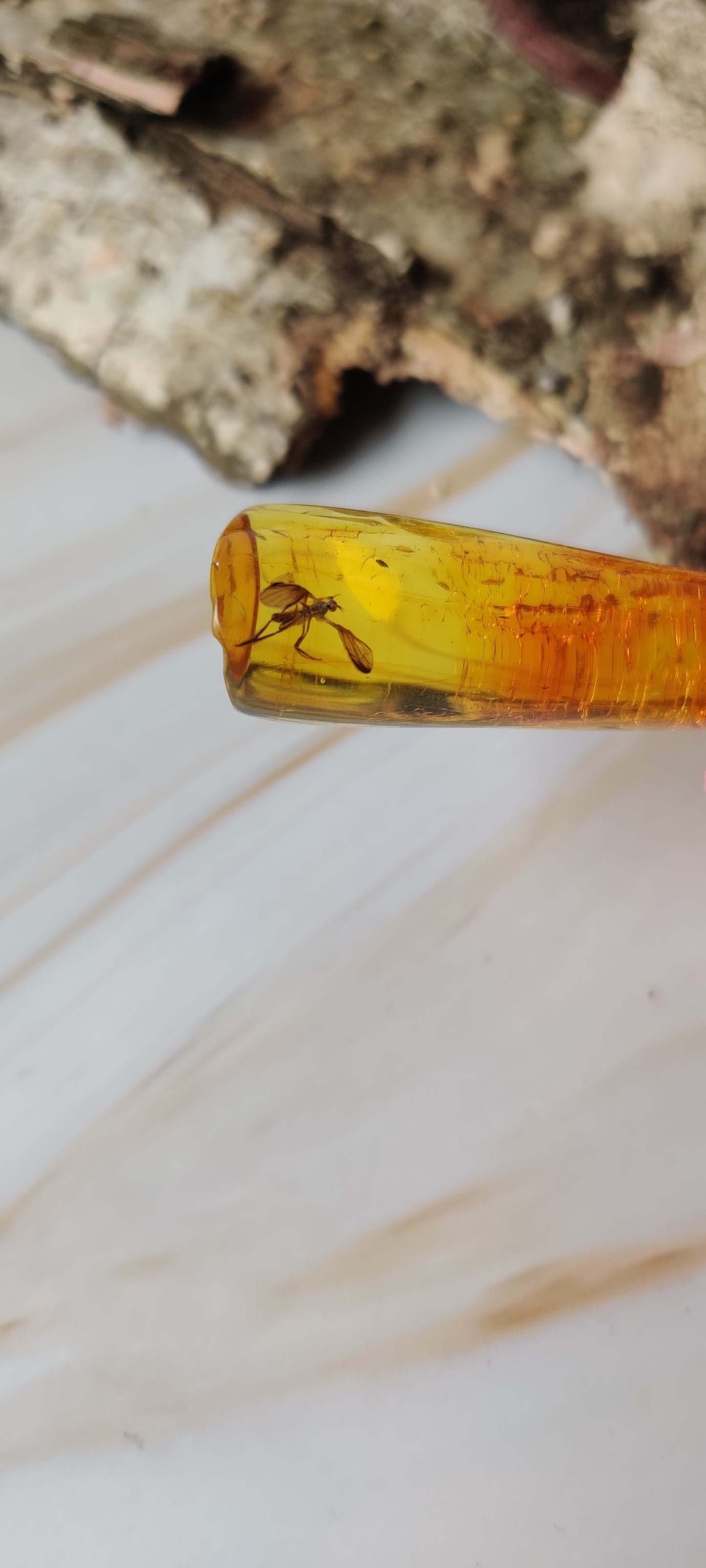 Rare Amber Piece with Insect Inclusion - Mosquito