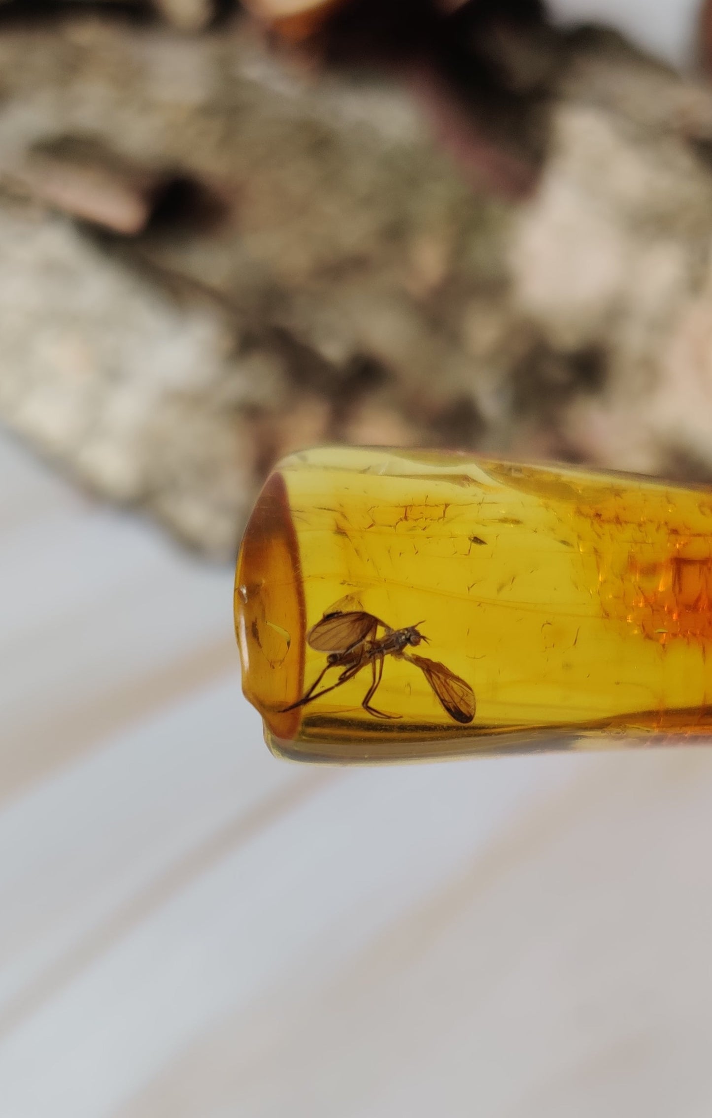 Rare Amber Piece with Insect Inclusion - Mosquito
