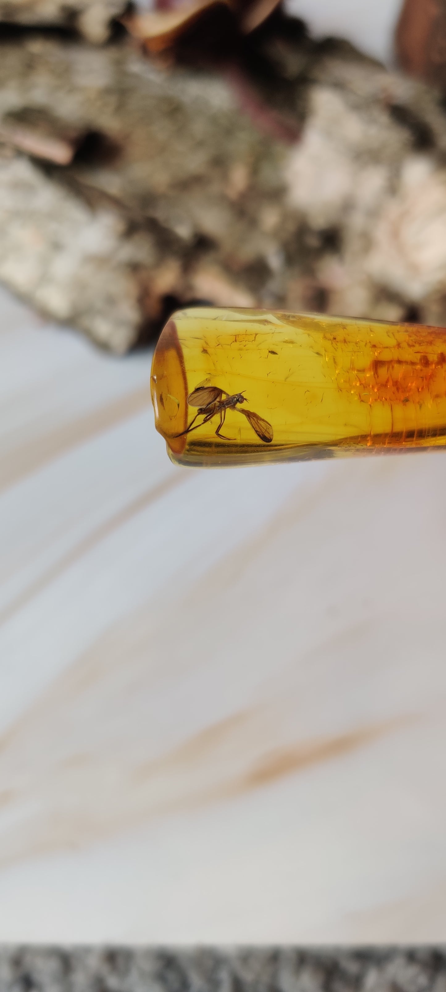 Rare Amber Piece with Insect Inclusion - Mosquito