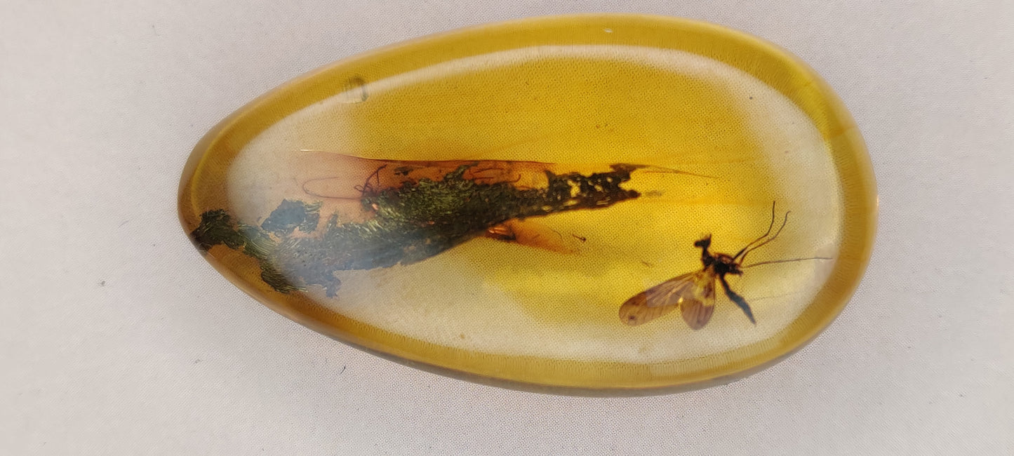 Rare and Unique Amber Raw Piece with Mosquito and Cocroach Type Insect Inclusion