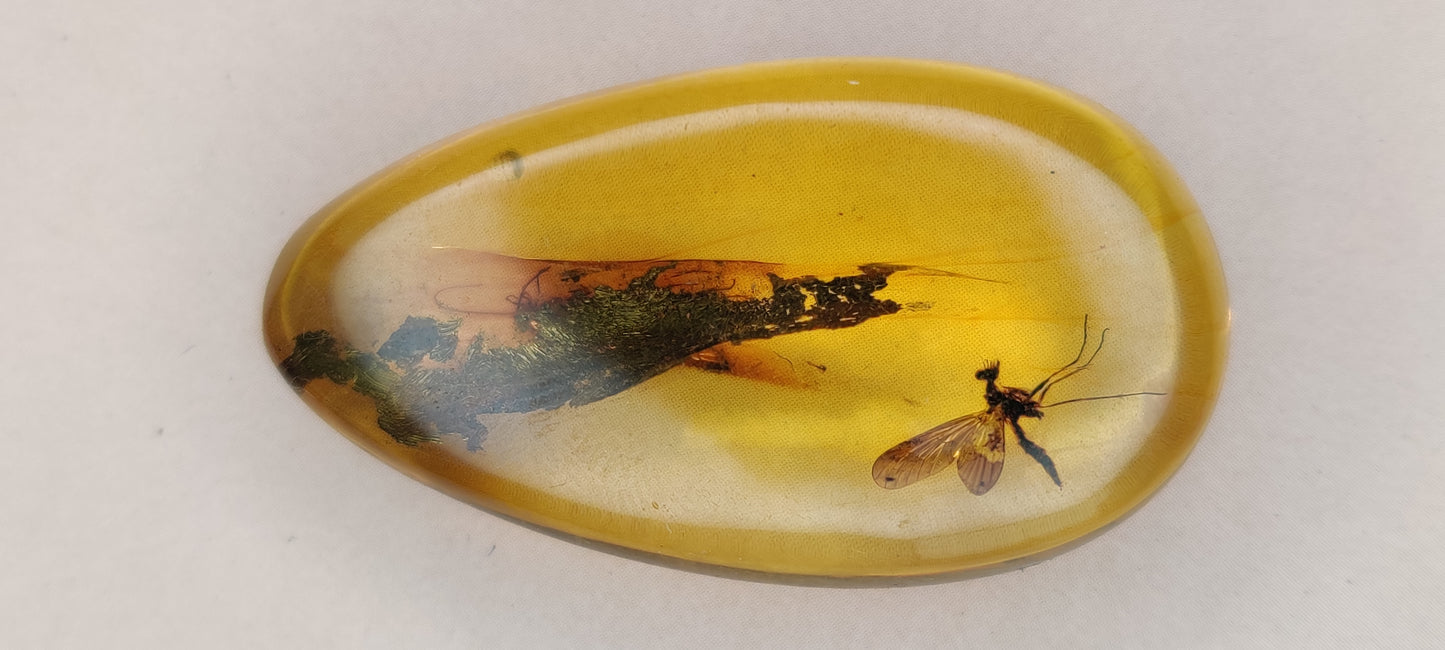 Rare and Unique Amber Raw Piece with Mosquito and Cocroach Type Insect Inclusion
