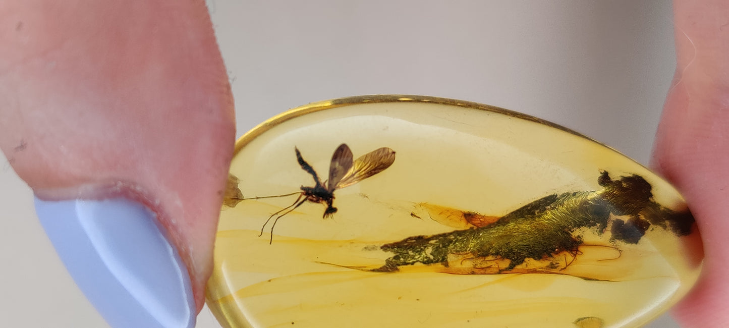 Rare and Unique Amber Raw Piece with Mosquito and Cocroach Type Insect Inclusion