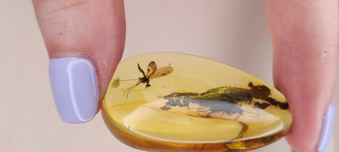 Rare and Unique Amber Raw Piece with Mosquito and Cocroach Type Insect Inclusion