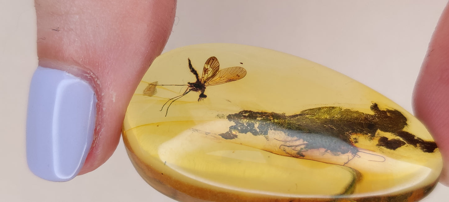 Rare and Unique Amber Raw Piece with Mosquito and Cocroach Type Insect Inclusion