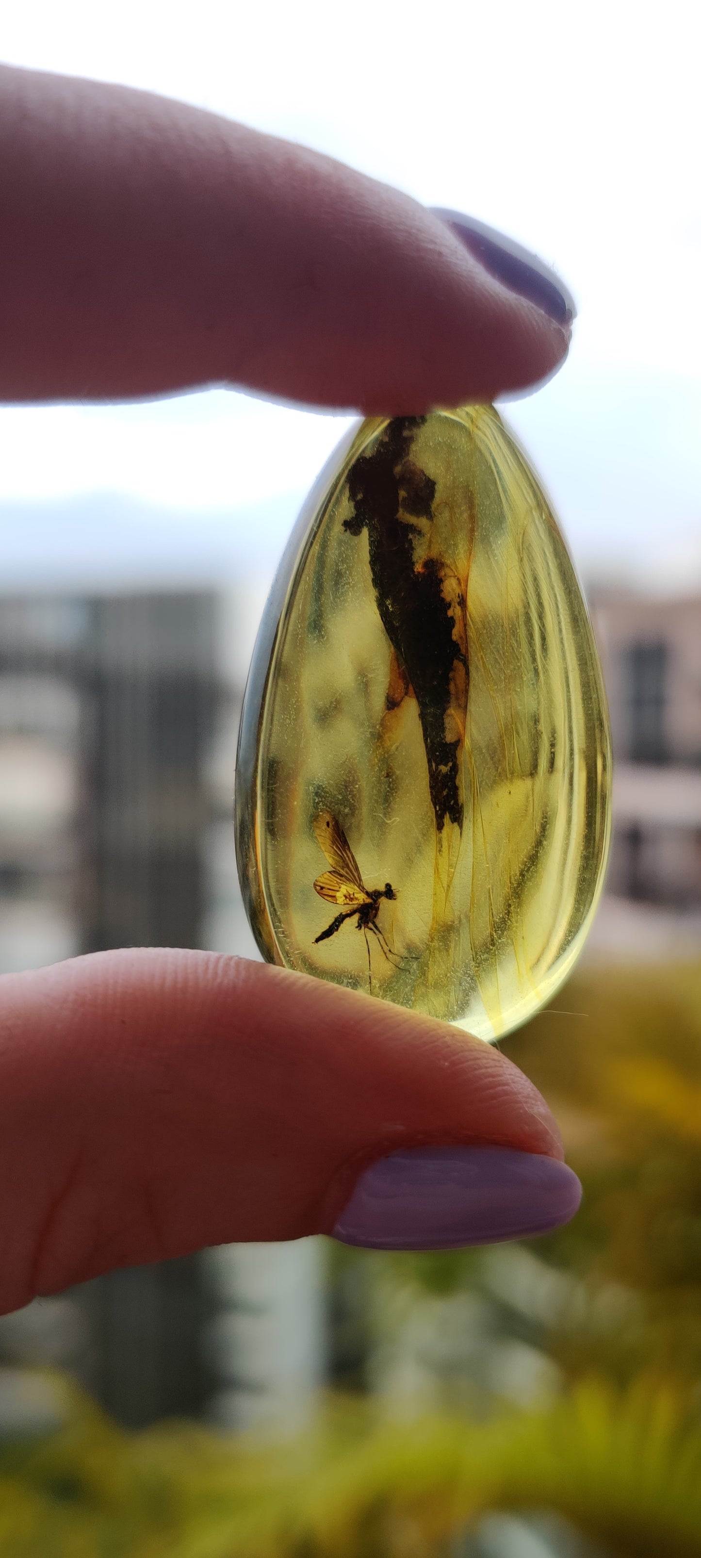 Rare and Unique Amber Raw Piece with Mosquito and Cocroach Type Insect Inclusion