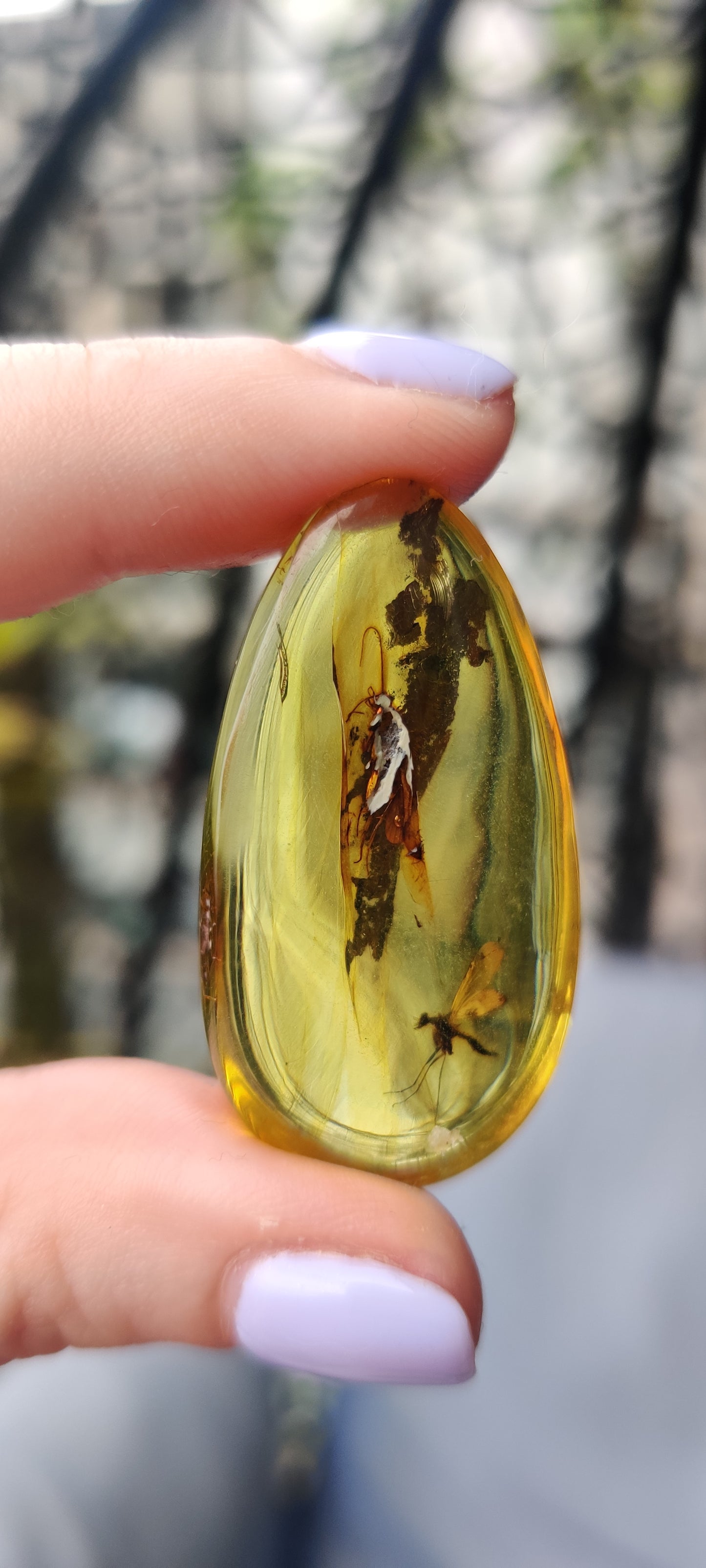 Rare and Unique Amber Raw Piece with Mosquito and Cocroach Type Insect Inclusion
