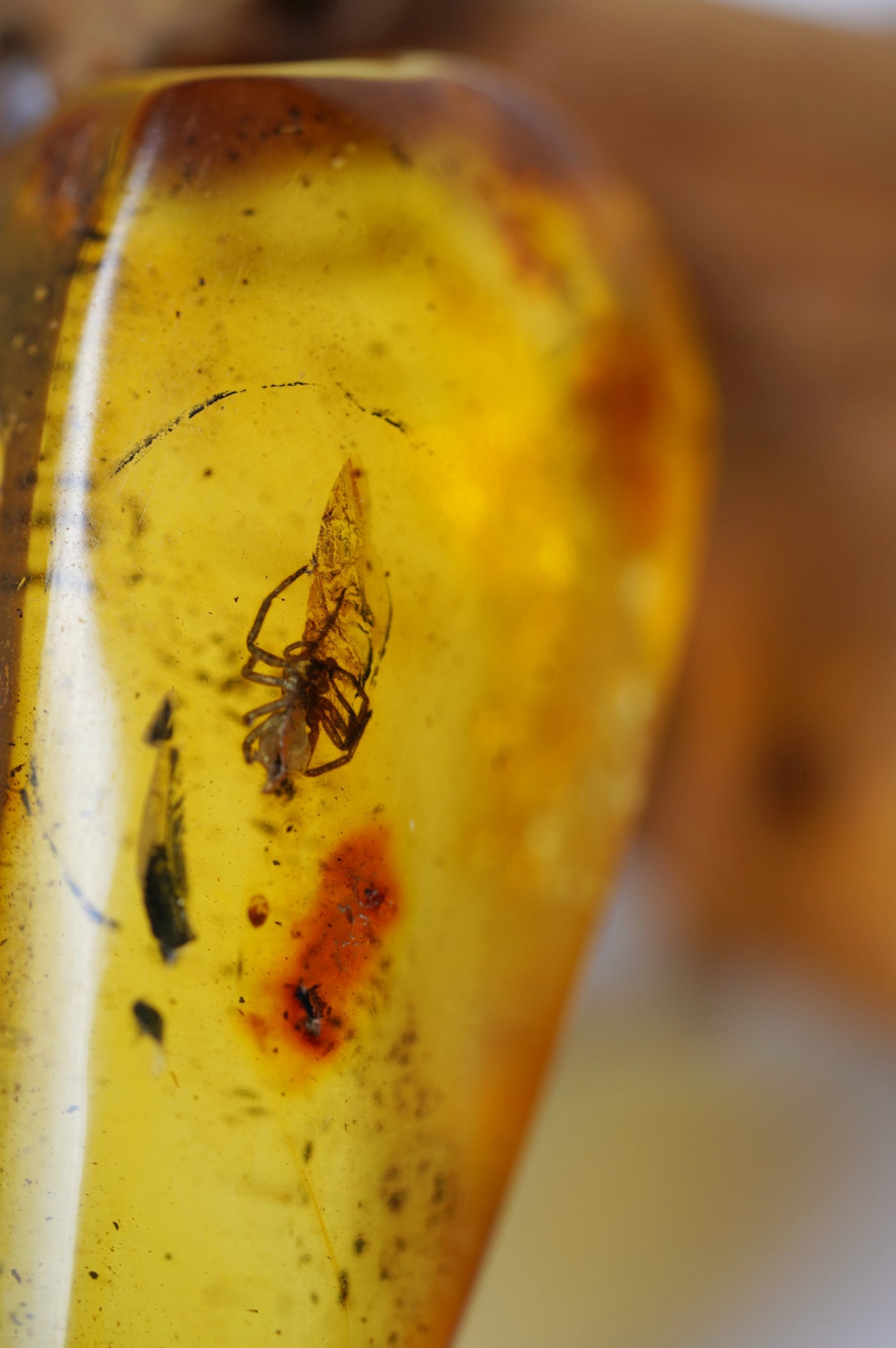 Unique Raw Amber Piece with Spider Inclusion