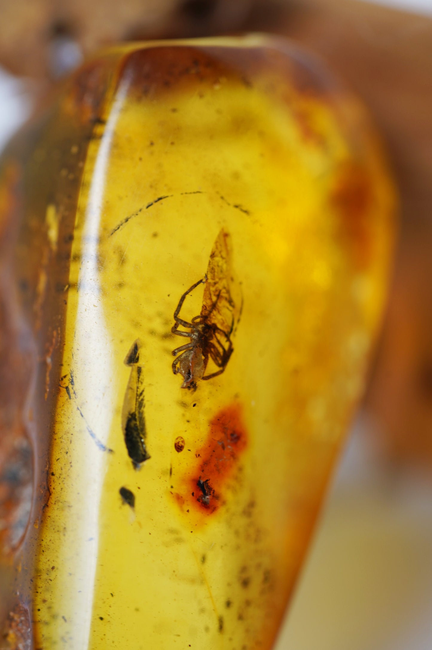 Unique Raw Amber Piece with Spider Inclusion