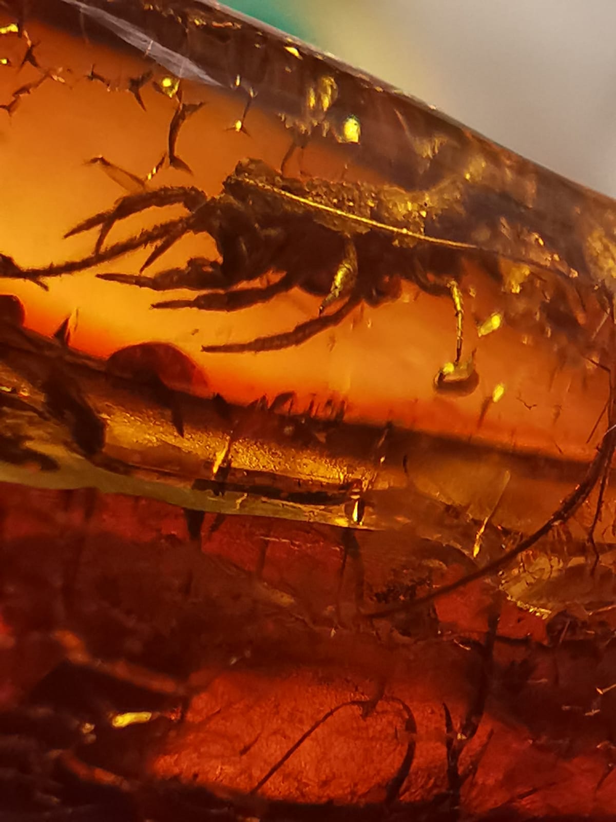 Unique and Rare Amber Piece with Multiple Insects (Ants, Flies, Bristletail) Inclusions with Certificate