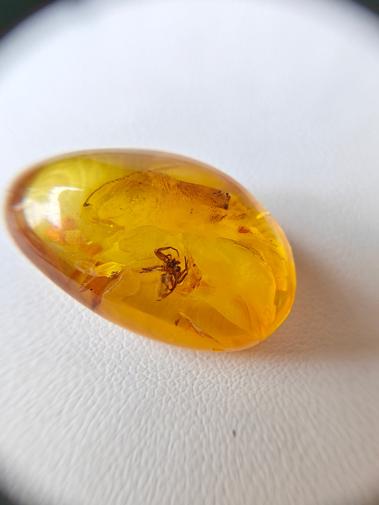 Unique Six Raw Amber Pieces with Spider Inclusions from Private Collection