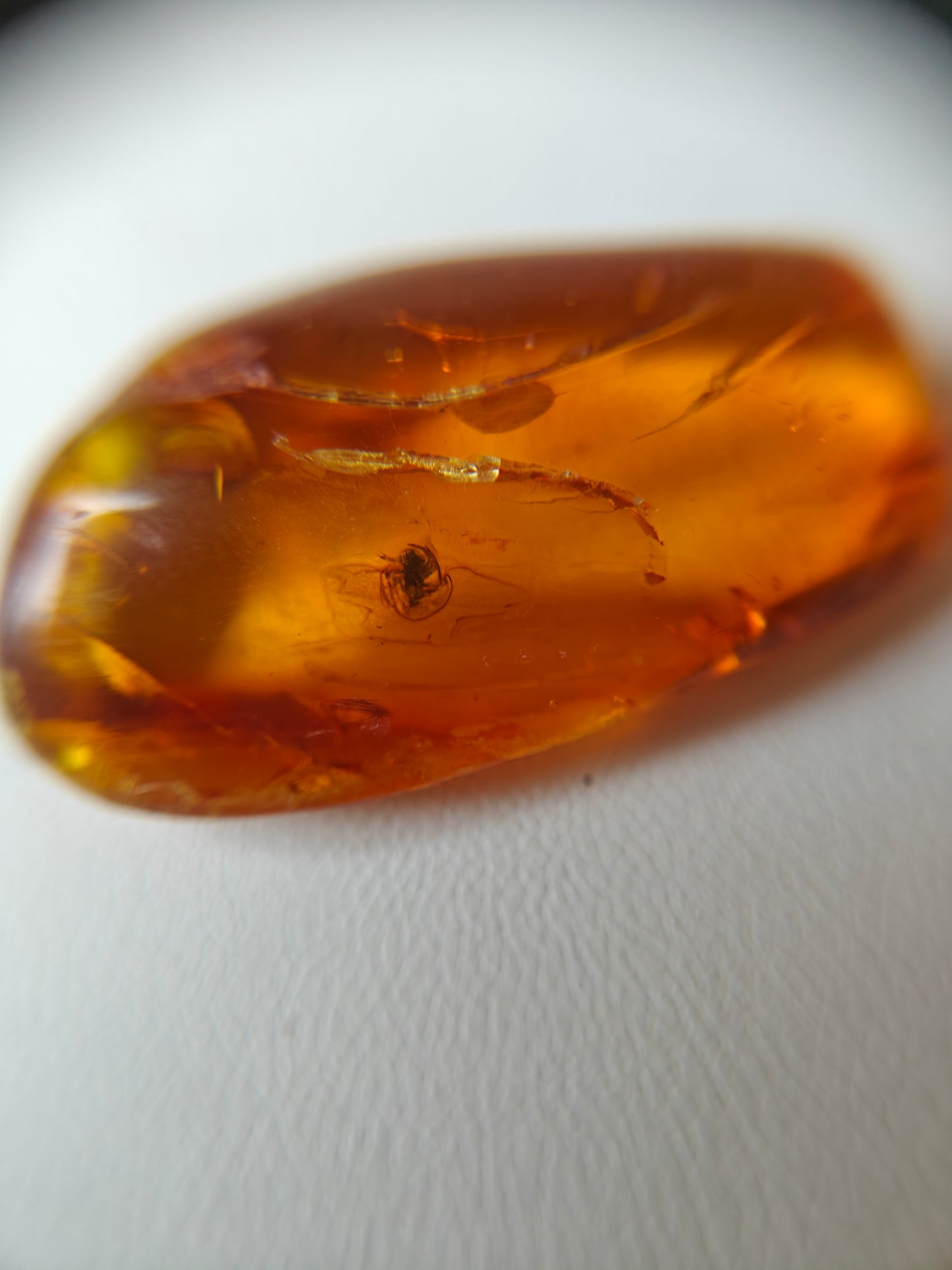 Unique Six Raw Amber Pieces with Spider Inclusions from Private Collection