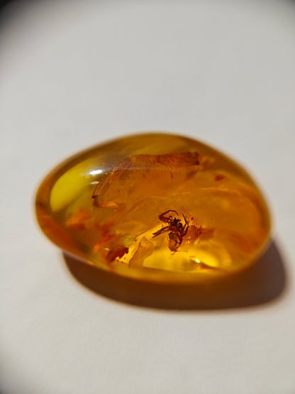 Unique Six Raw Amber Pieces with Spider Inclusions from Private Collection