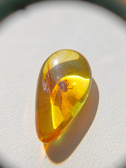 Unique Six Raw Amber Pieces with Spider Inclusions from Private Collection