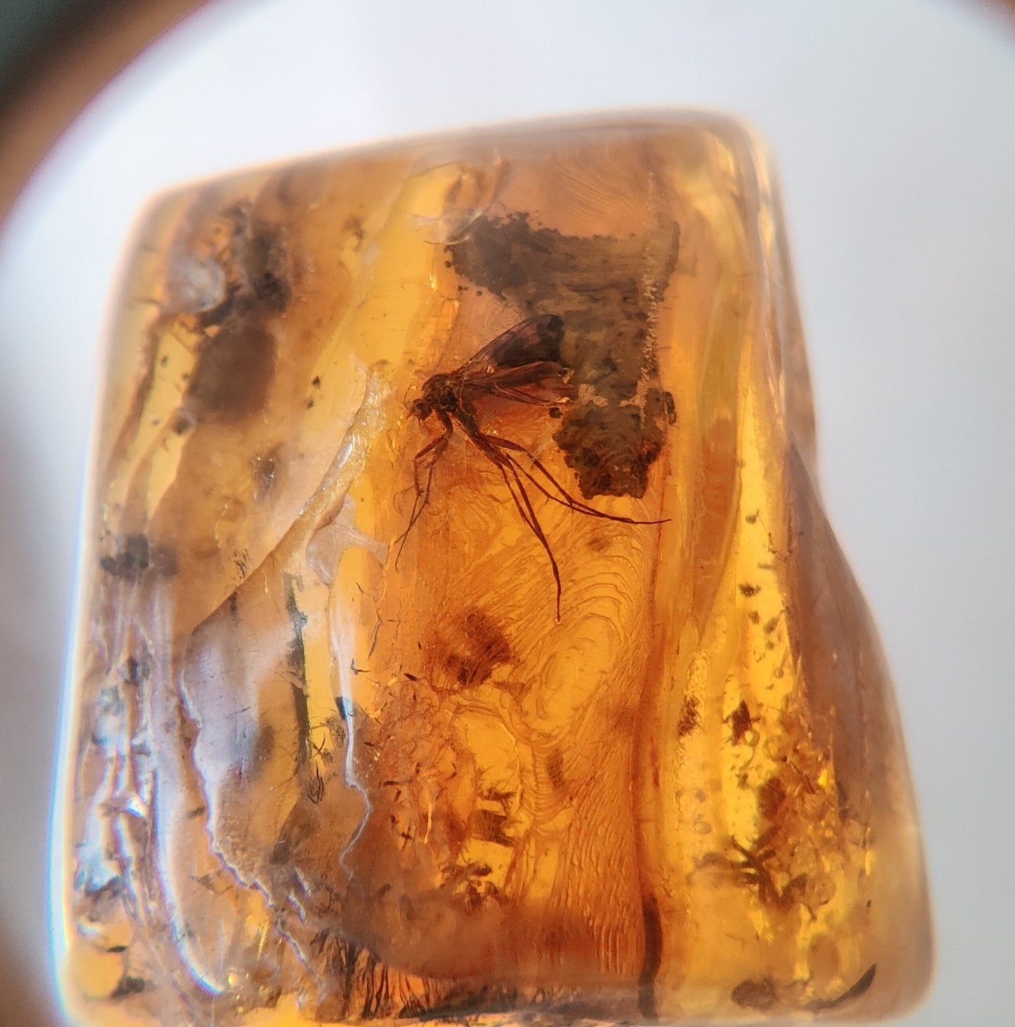 Square Shape Amber Piece with Mosquito Inclusion