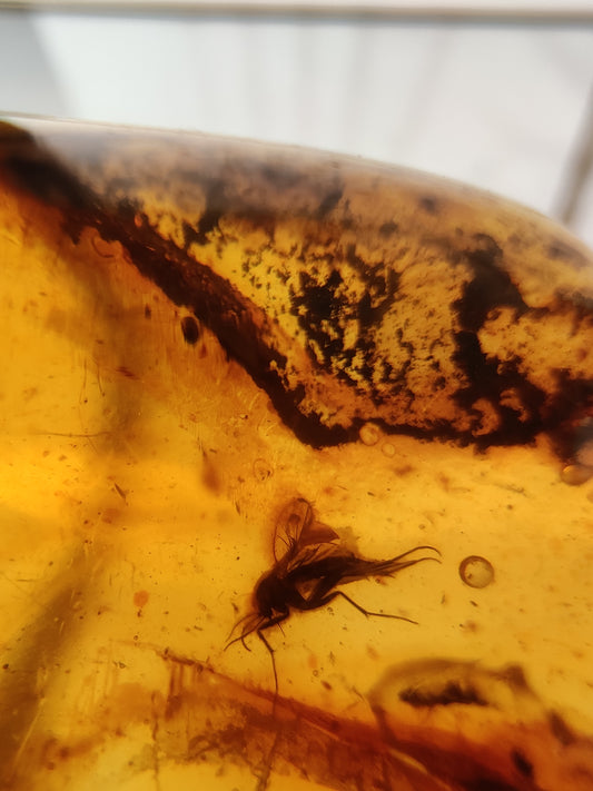 Unique Big Amber Piece with Insects ( Multiple Insects ) Inclusions