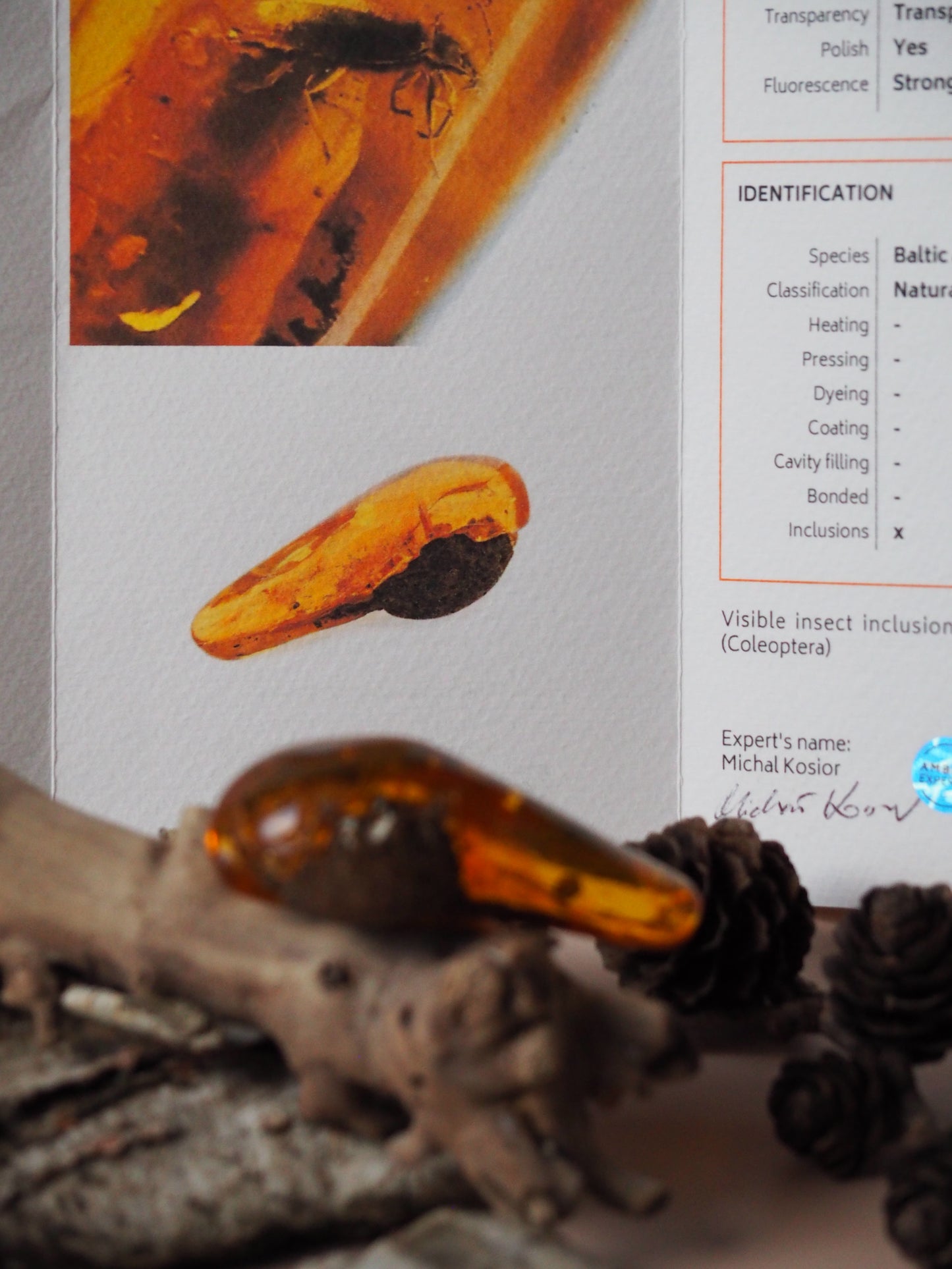 Rare Amber Piece with Insect (Beetle) Inclusion + Printed Laboratory Report