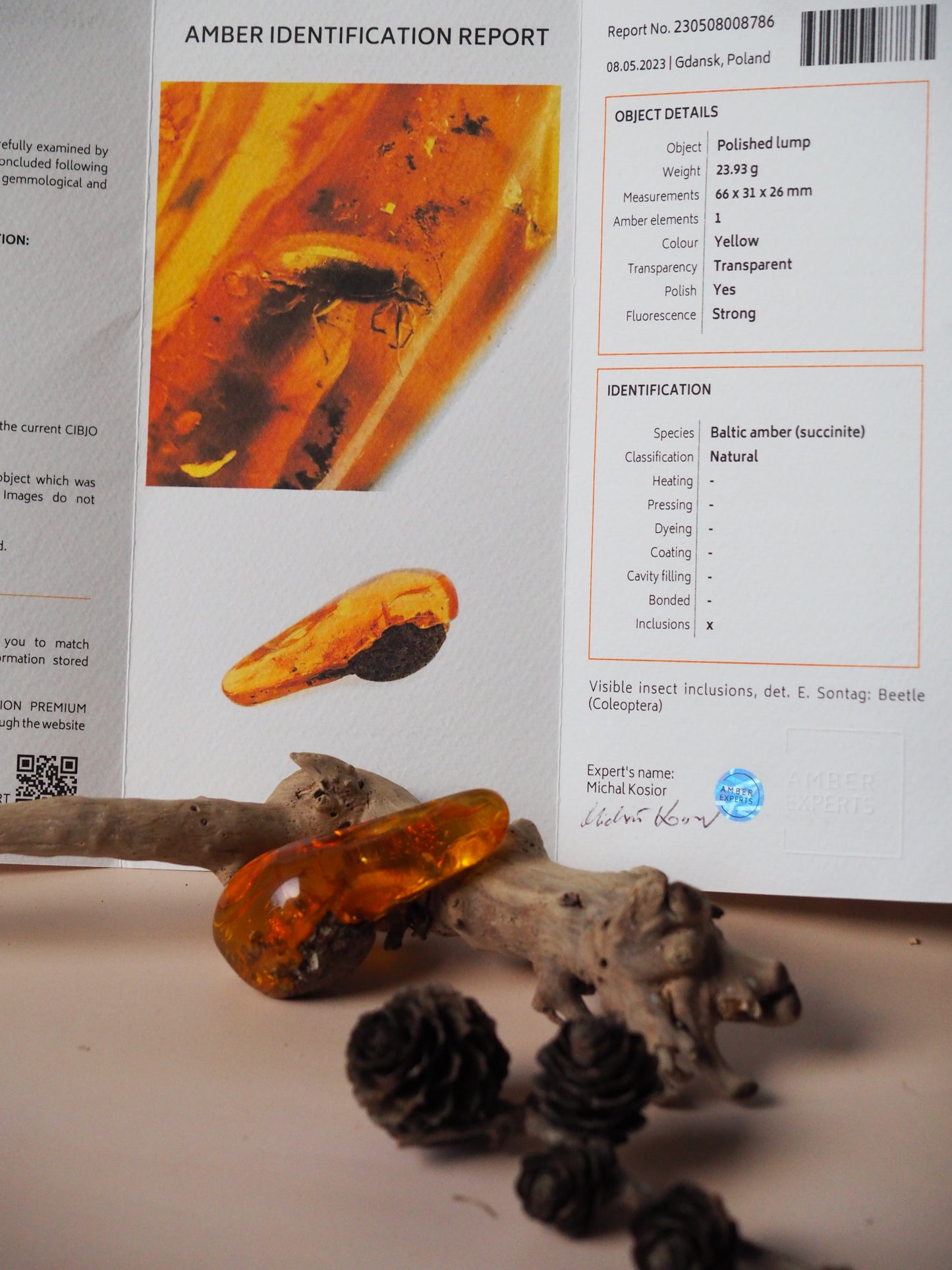 Rare Amber Piece with Insect (Beetle) Inclusion + Printed Laboratory Report