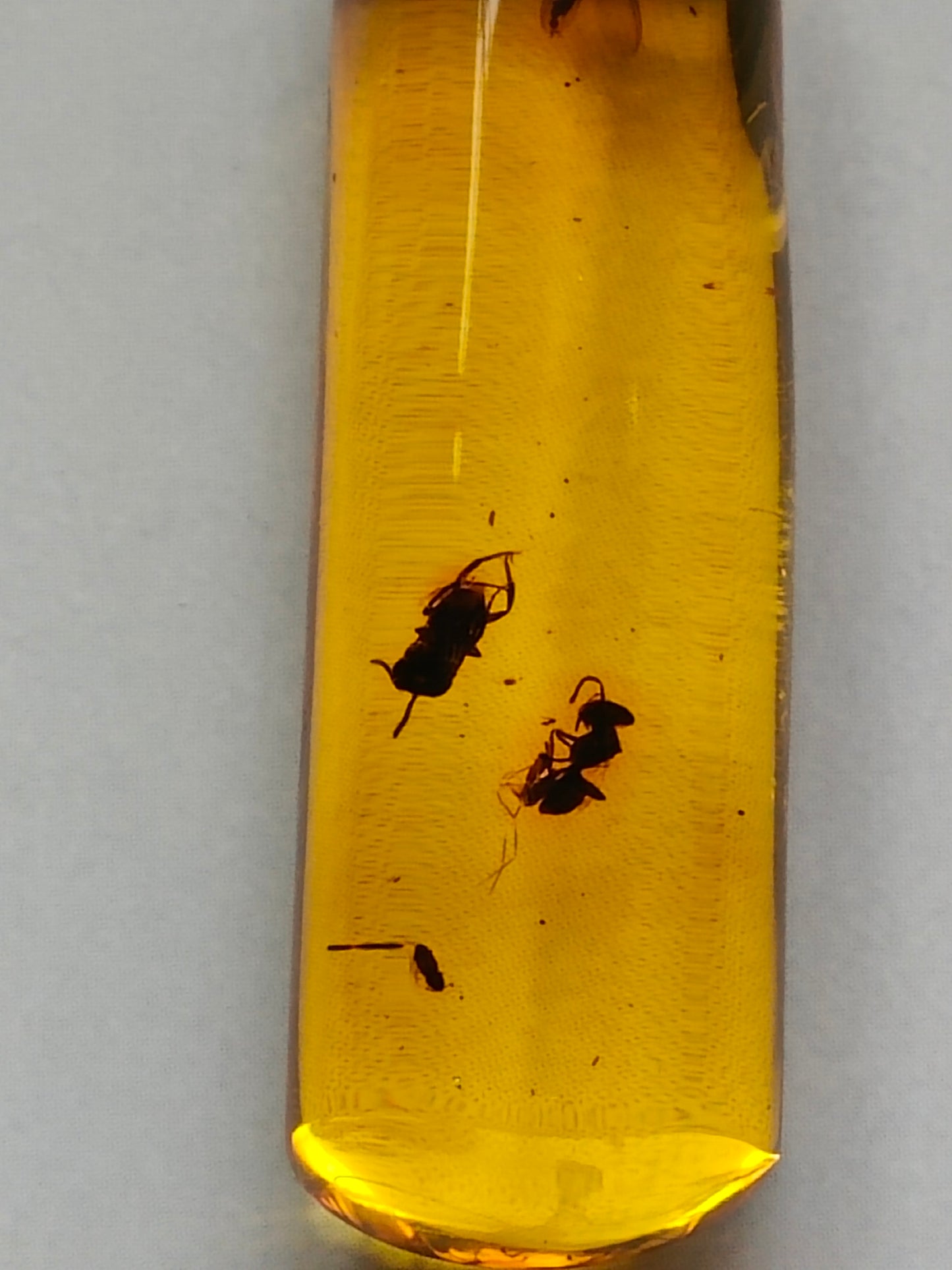 Raw Colombian Amber with Insect Inclusions – Cylinder Shape | 4.9g