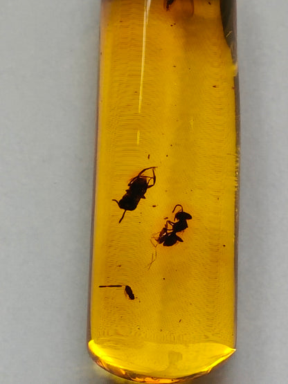 Raw Colombian Amber with Insect Inclusions – Cylinder Shape | 4.9g