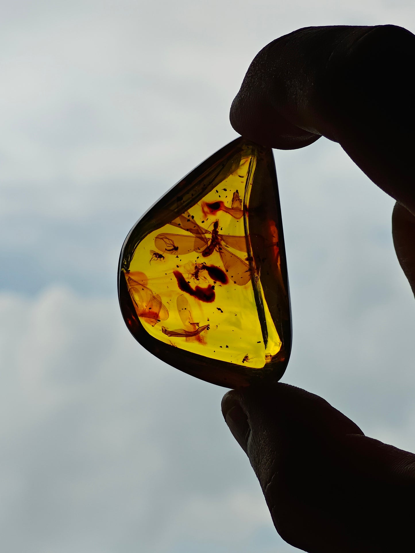 Raw Colombian Amber with Complete Visible Dragonfly and Multiple Insect Inclusions | 14.5g