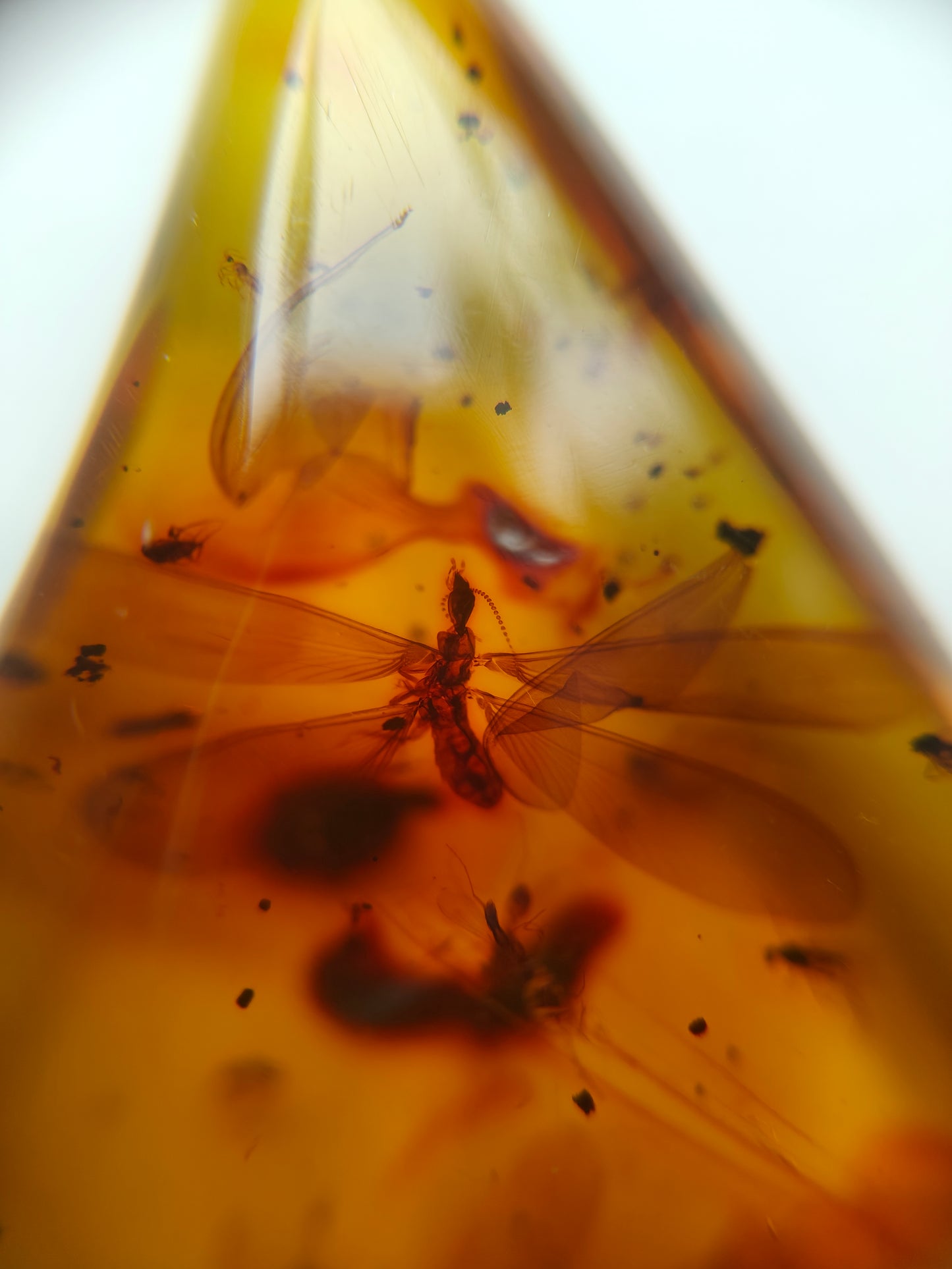 Raw Colombian Amber with Complete Visible Dragonfly and Multiple Insect Inclusions | 14.5g