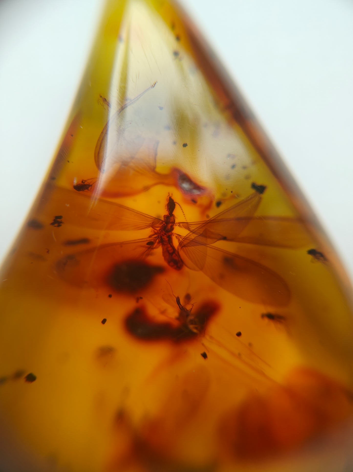 Raw Colombian Amber with Complete Visible Dragonfly and Multiple Insect Inclusions | 14.5g
