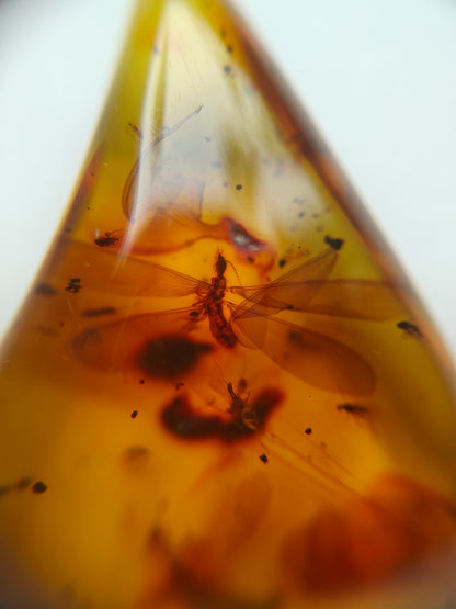 Raw Colombian Amber with Complete Visible Dragonfly and Multiple Insect Inclusions | 14.5g