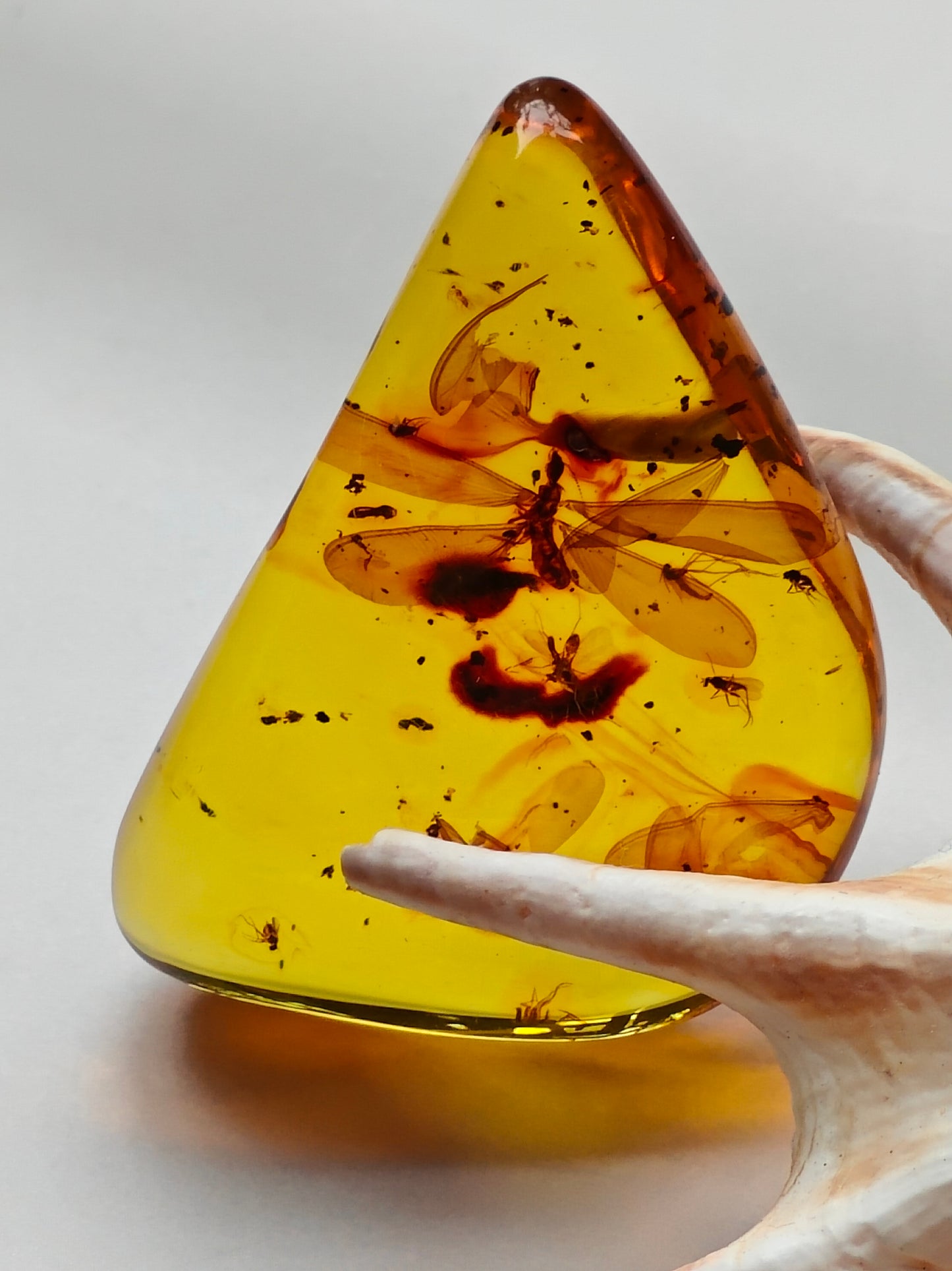 Raw Colombian Amber with Complete Visible Dragonfly and Multiple Insect Inclusions | 14.5g