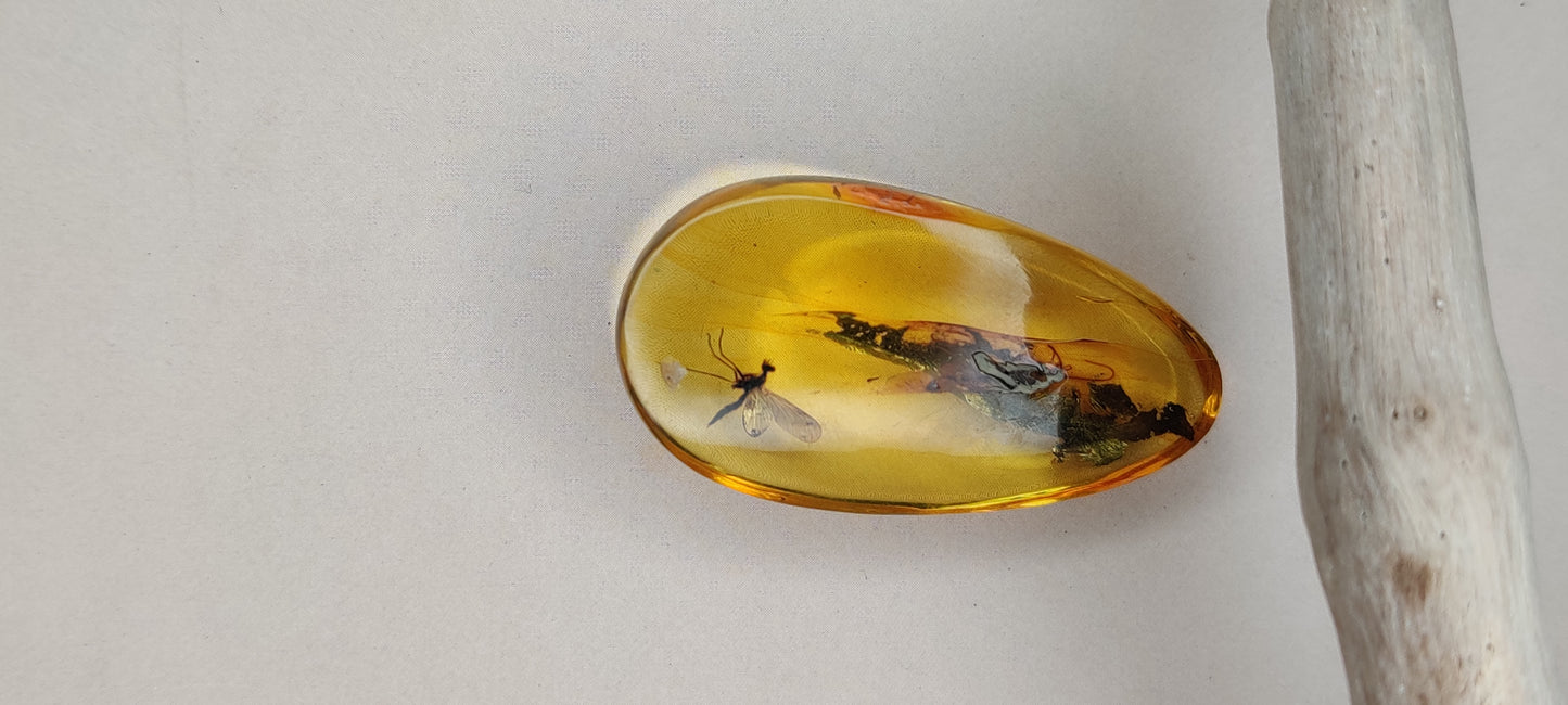 Rare and Unique Amber Raw Piece with Mosquito and Cocroach Type Insect Inclusion