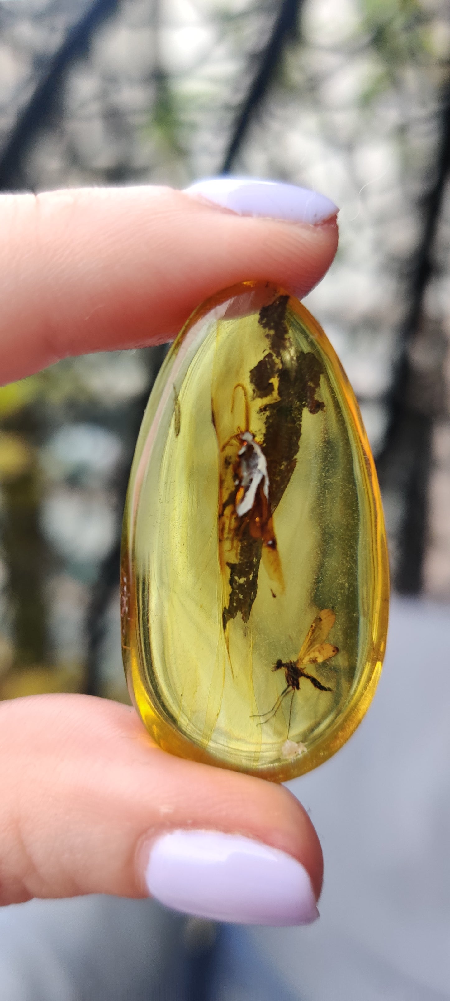 Rare and Unique Amber Raw Piece with Mosquito and Cocroach Type Insect Inclusion